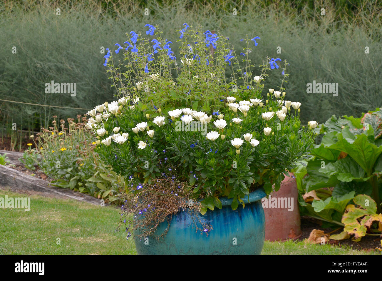 Grande giardino di ceramica contenitore piantato di bianco e blu con fiori Foto Stock