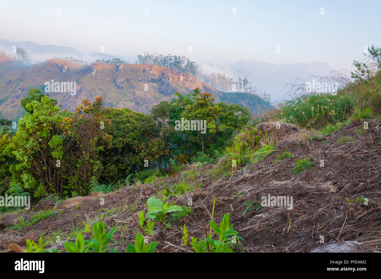 Una nebbia copre alta emerald giungle, tappeto di velluto delle piantagioni di tè che si stende fino all'orizzonte, le strade rurali sono abbastanza e vuoto, paese persone stil Foto Stock