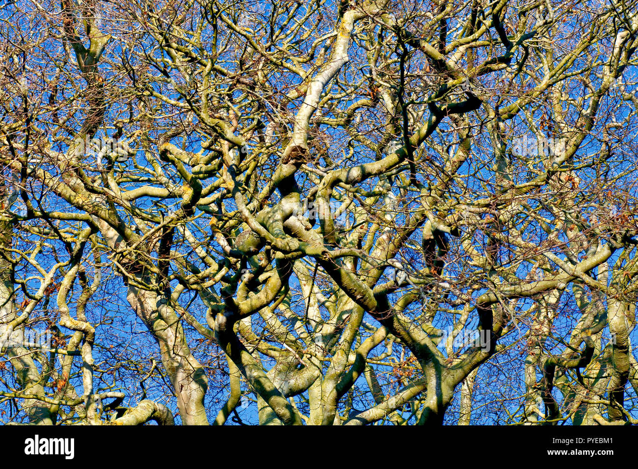 Un immagine astratta di diversi alberi di faggio (Fagus sylvatica) sparato contro un cielo blu nel caldo sole d'inverno. Foto Stock