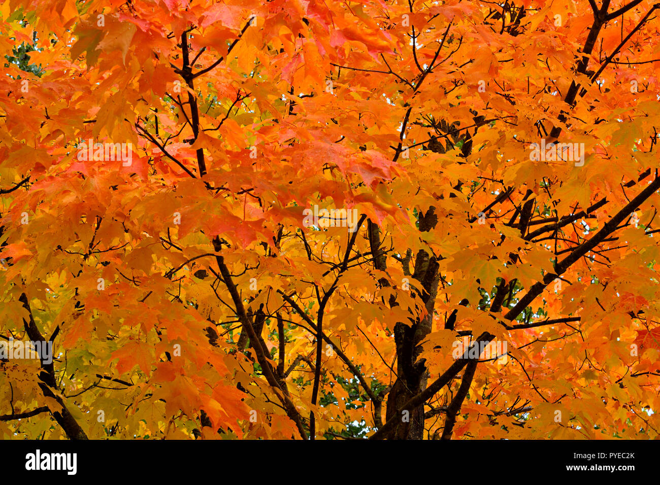 Un vicino l immagine di una costa orientale acero con le sue foglie cambiando per i rossi vivaci di autunno nel Sussex New Brunswick Canada. Foto Stock