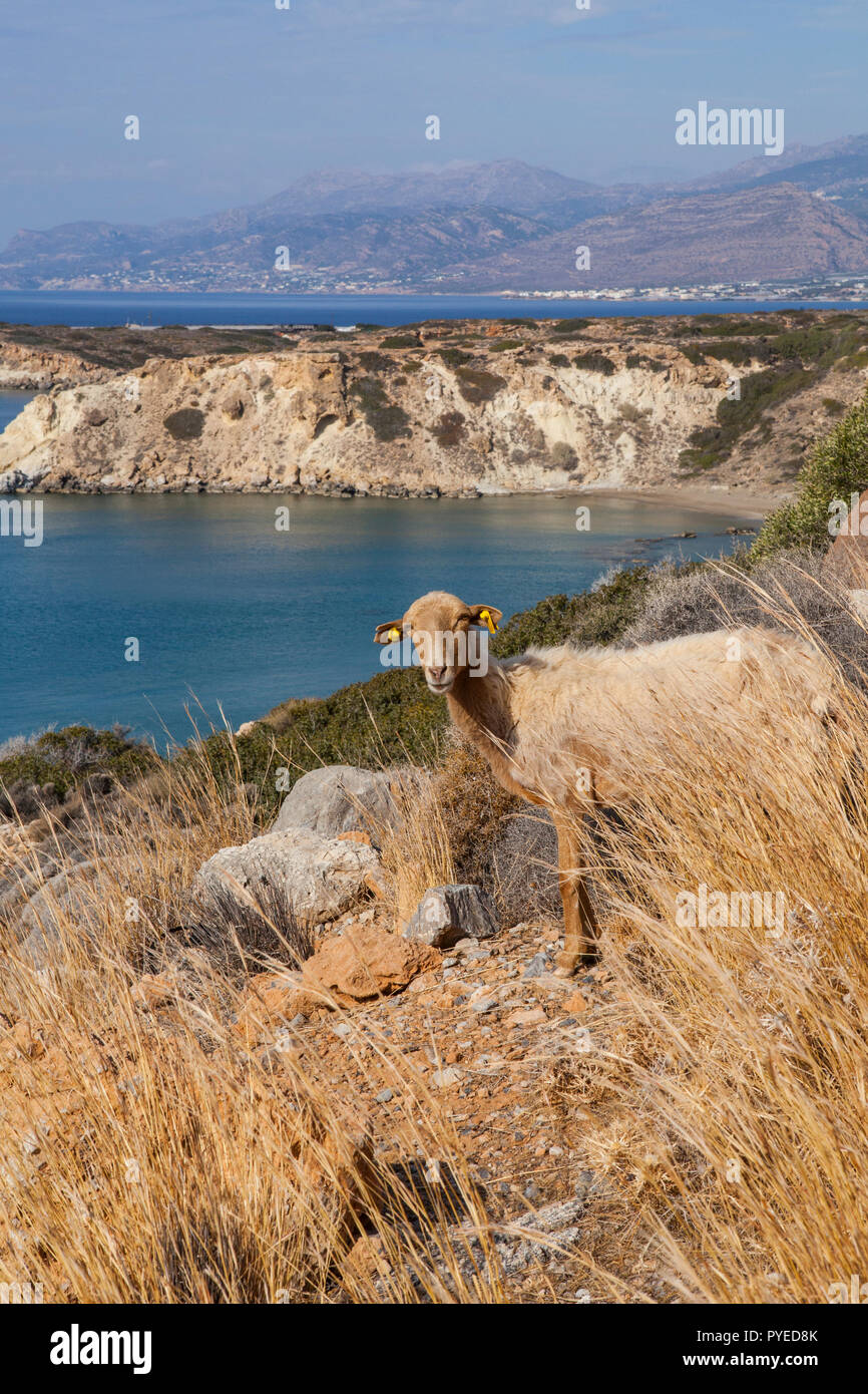 Pecore di montagna e le zone rurali di Creta in Grecia Foto Stock