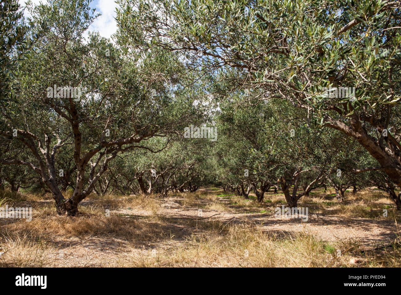 Alberi di olivo in campi. Grandi piantagioni di olive in montagna. Creta, Grecia Foto Stock