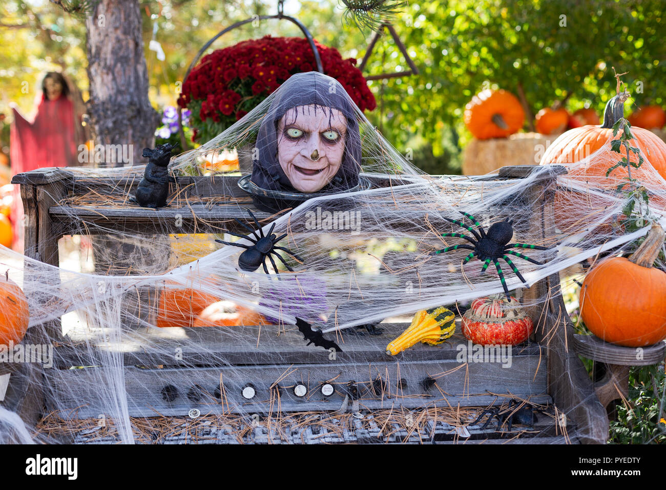 Decorazioni di Halloween ad un patch di zucca Foto Stock