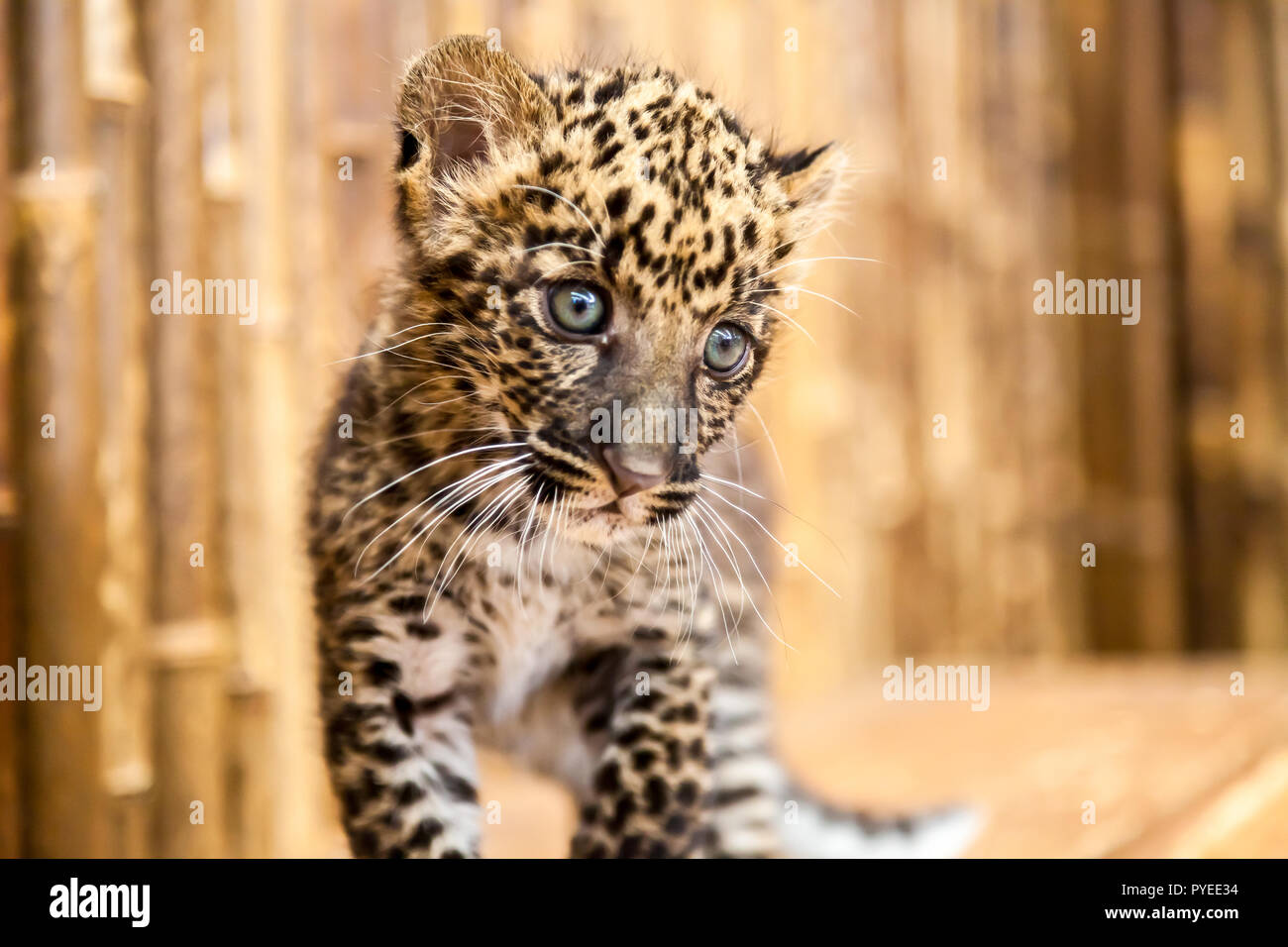 Un bambino leopard cub con un aspetto strano sulla sua faccia Foto Stock
