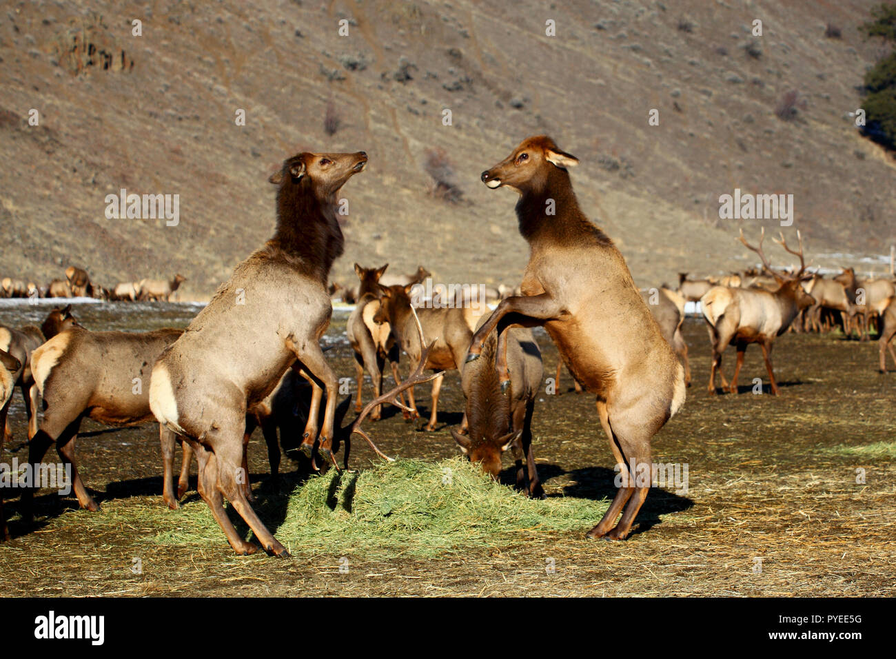 Due femmina cow elk combattere su un mucchio di fieno a Oak Creek stazione di alimentazione, Naches, WA, Stati Uniti d'America Foto Stock