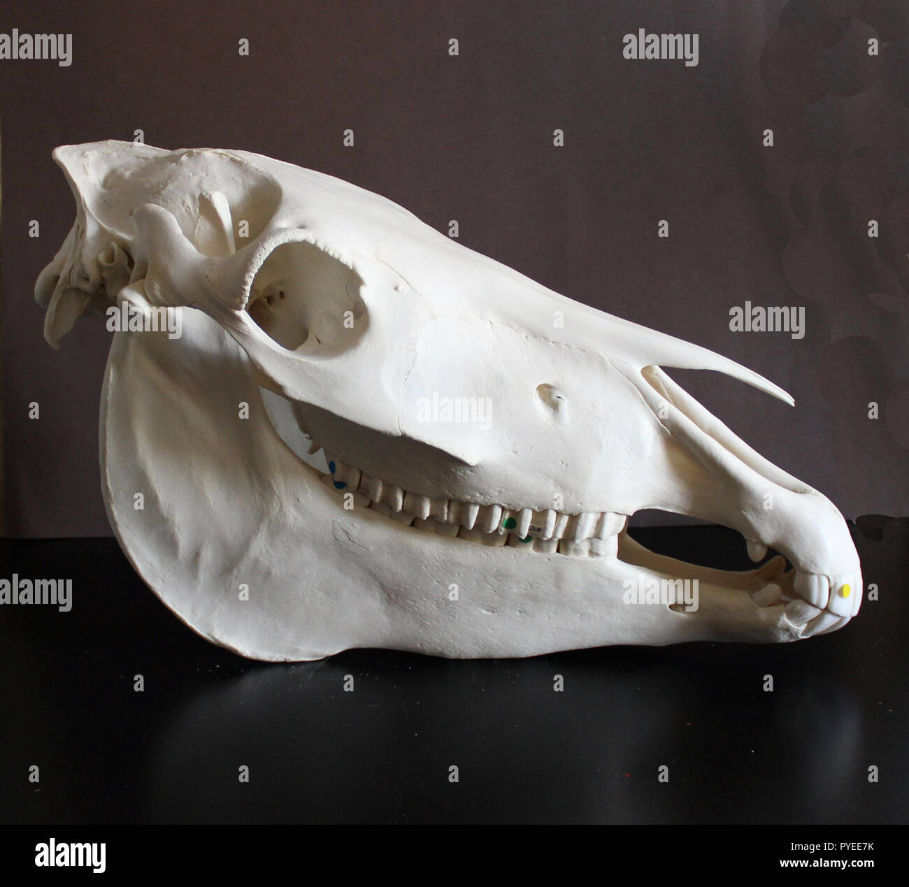 Foto del cranio del cavallo. Denti di cavallo. Materiali didattici per veterinari. Foto Stock