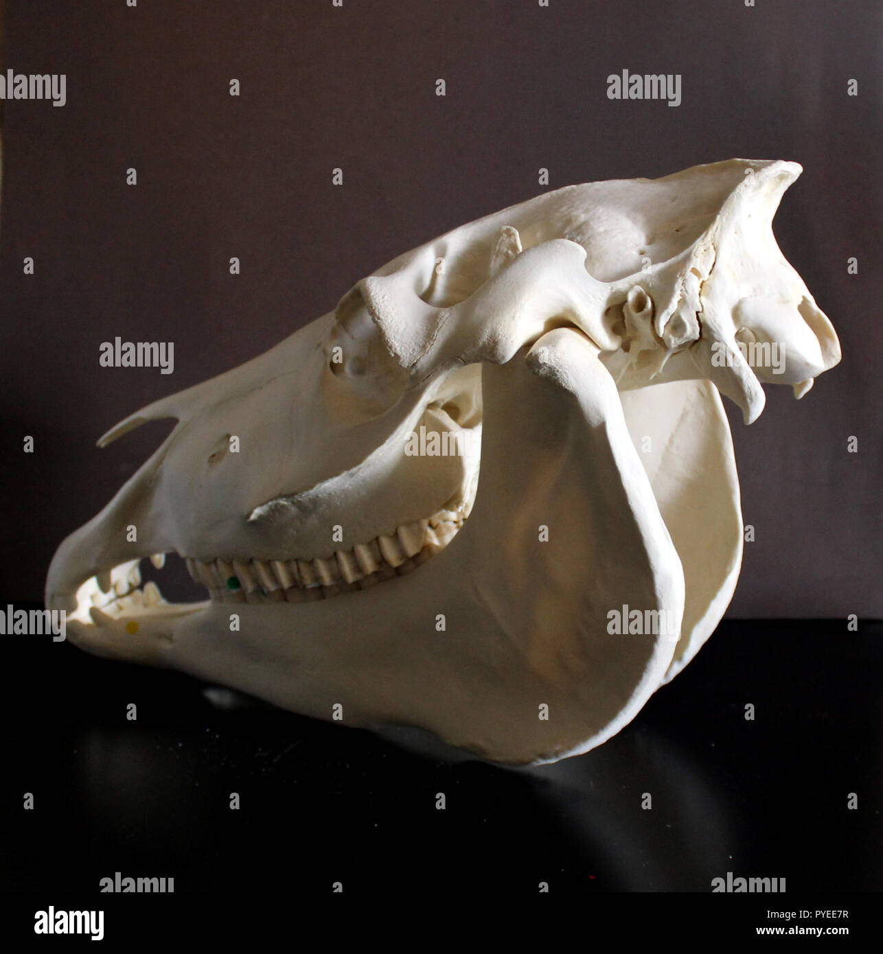 Foto del cranio del cavallo. Denti di cavallo. Materiali didattici per veterinari. Foto Stock