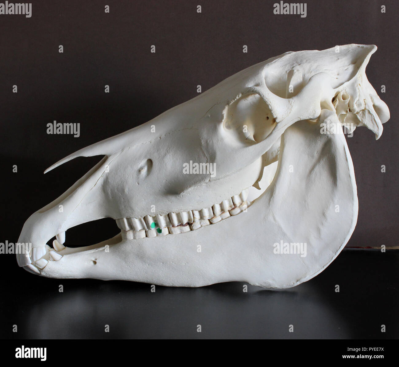 Foto del cranio del cavallo. Denti di cavallo. Materiali didattici per veterinari. Foto Stock