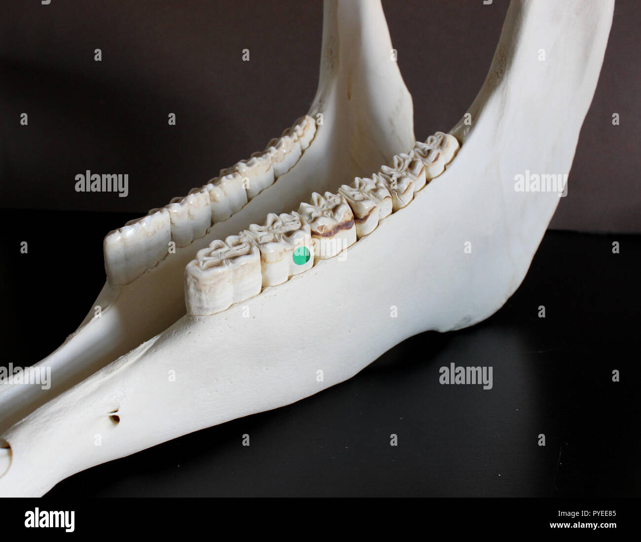Foto del cranio del cavallo. Denti di cavallo. Materiali didattici per veterinari. Foto Stock