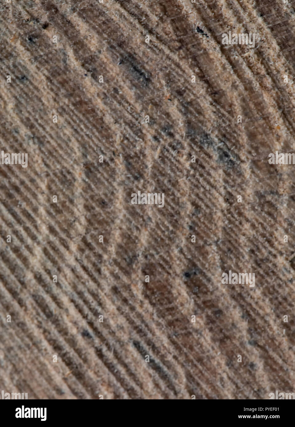 Vista ravvicinata della fine di una quercia segato log, mostrando rilievi naturali e segni di sega. Foto Stock