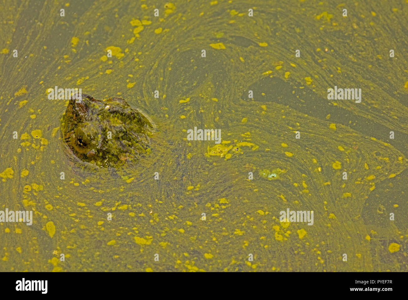 Scatto turtle,Chelydra serpentina e fioritura algale,cianobatteri, alghe blu-verdi, microcystin-produrre cianobatterio,Woronichinia naegliana,Md. Foto Stock