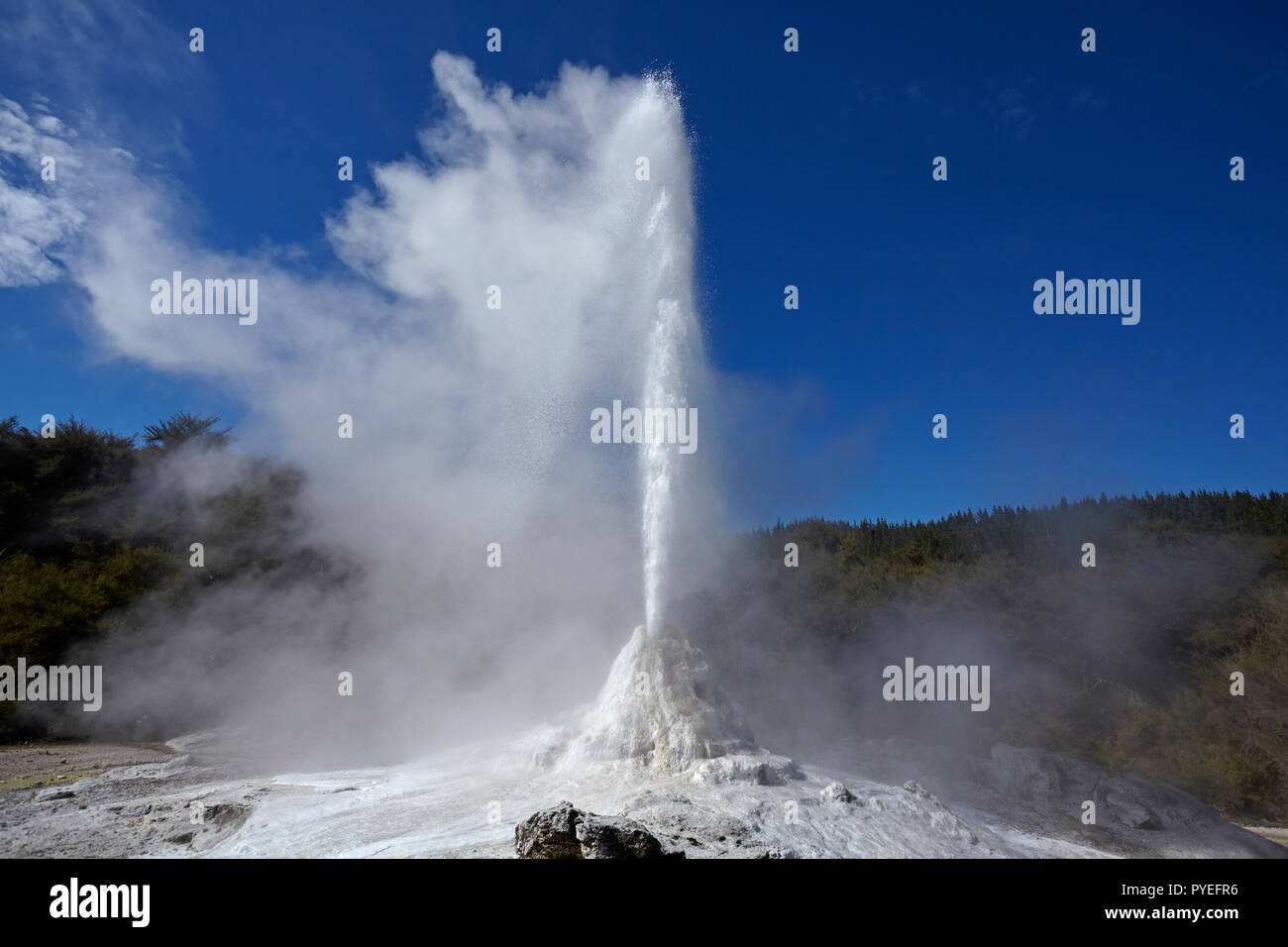 Geyser, Waiotapu, vicino a Rotorua, Isola del nord, Nuova Zelanda Foto Stock