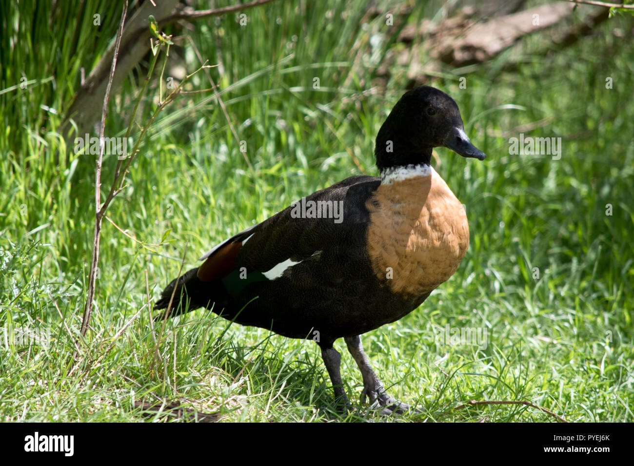 Questa è una vista laterale di un shelduck australiano Foto Stock