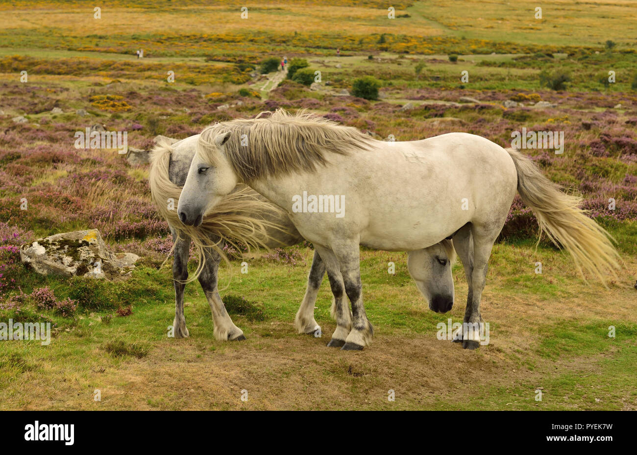 Dartmoor pony a Haytor. Foto Stock