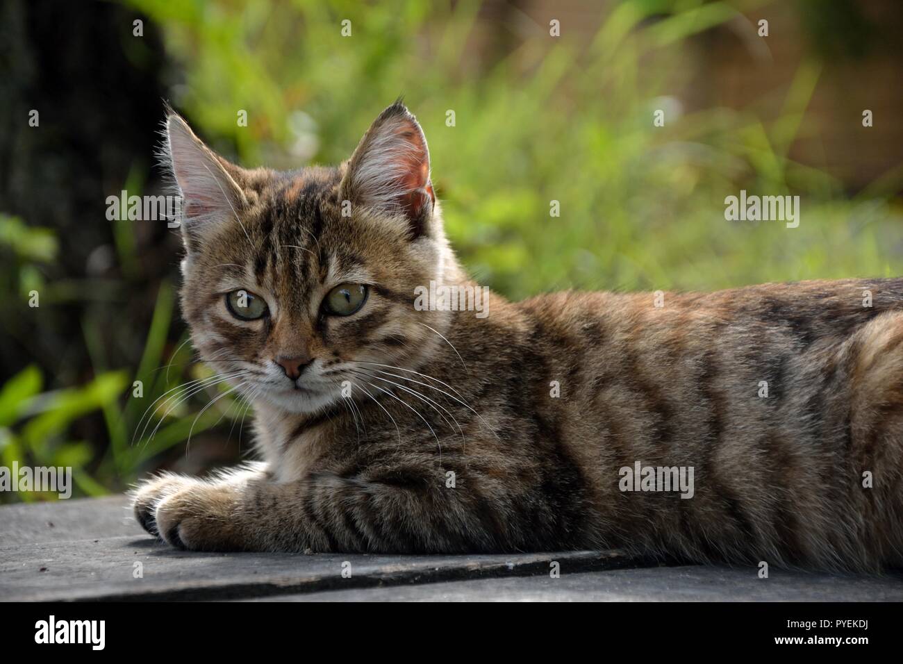 Giovani tabby cat (lat.:felis catus) giacente a terra Foto Stock