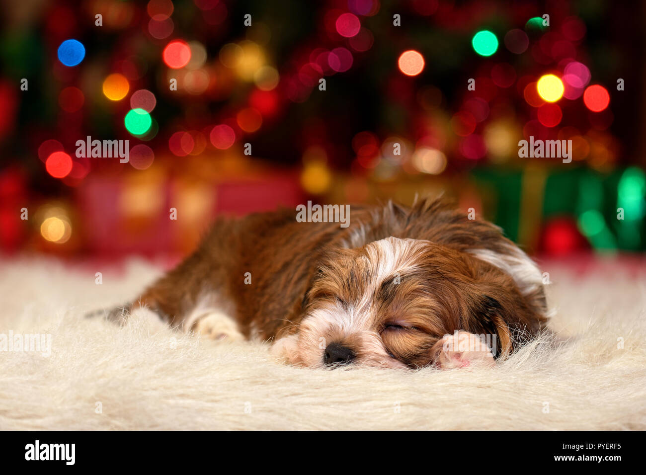 Carino sleeping Bichon Havanese cucciolo di cane è sognare di Natale Foto Stock