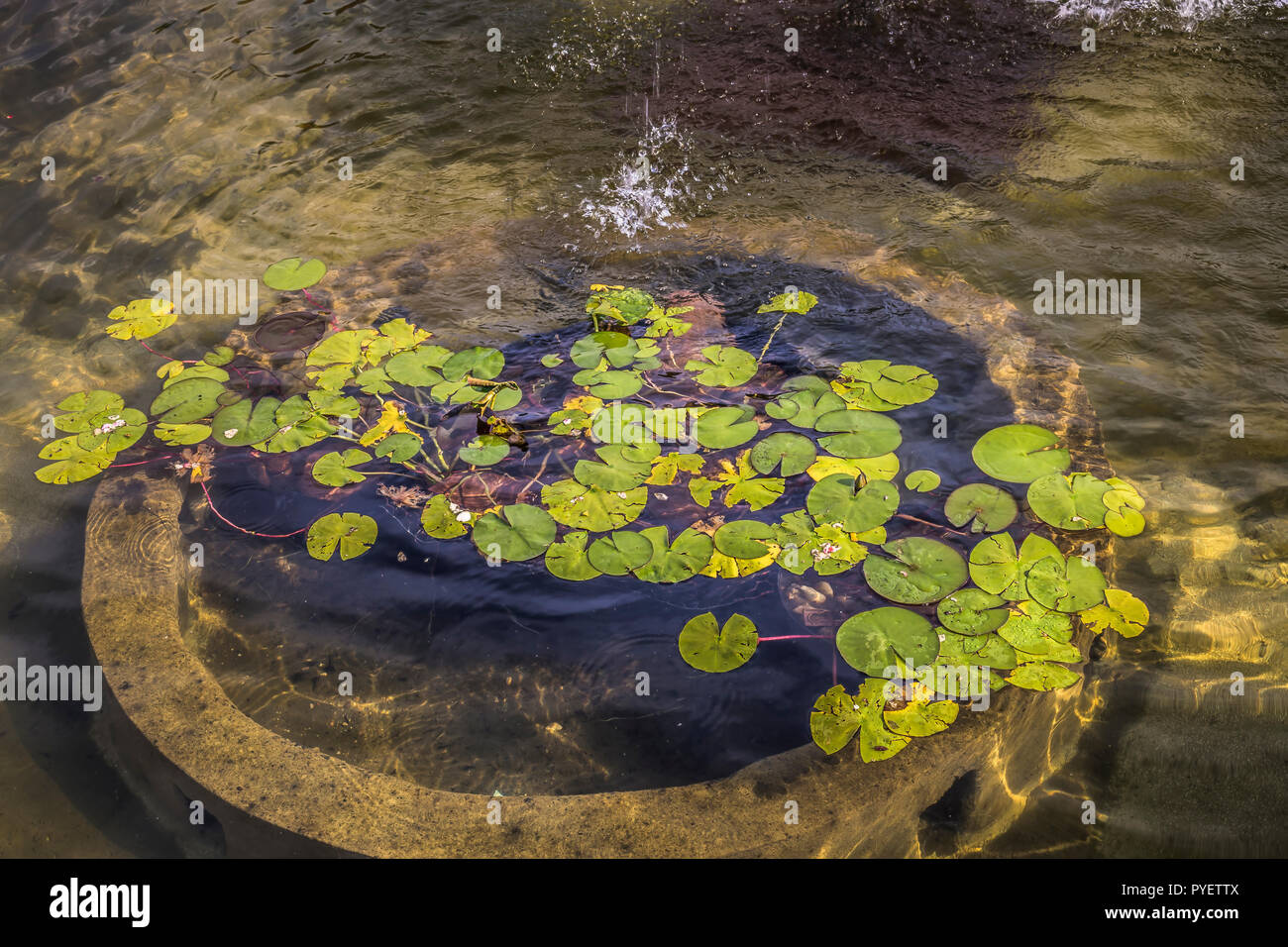 Poco il verde delle foglie galleggianti su acqua in uno stagno in un tranquillo paesaggio Foto Stock