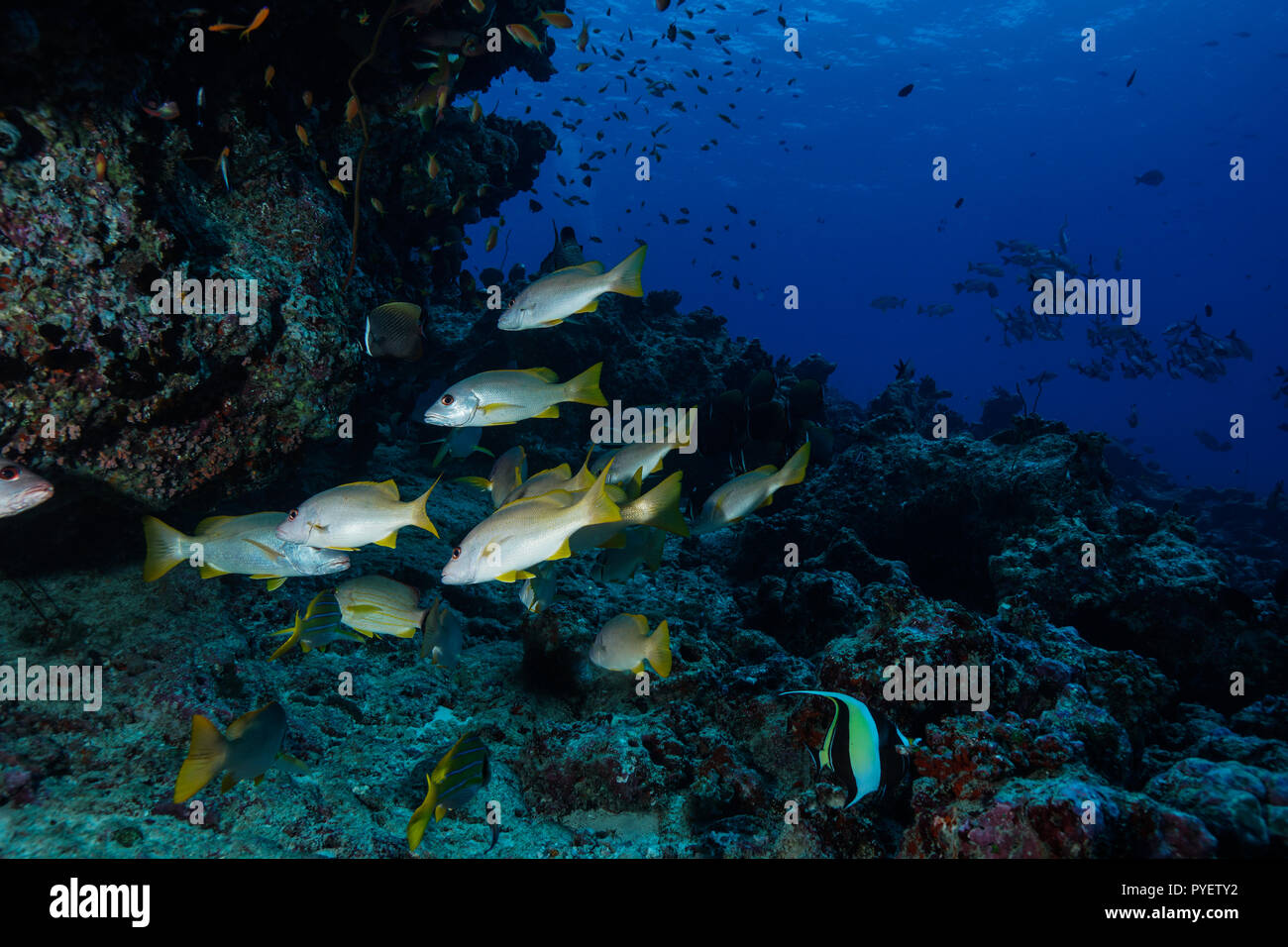 Pesce tropicale presso le Maldive Foto Stock