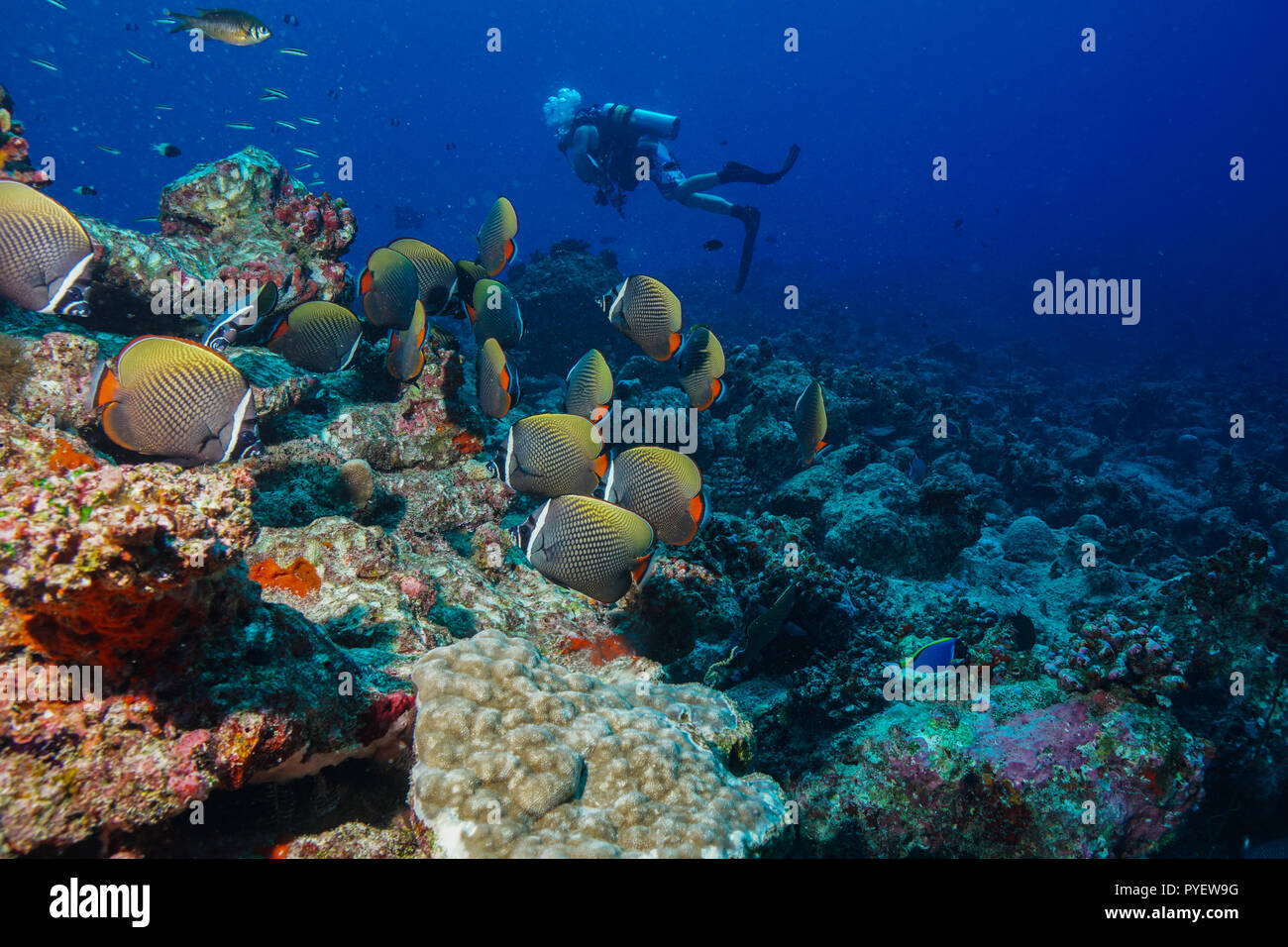 Pesce tropicale presso le Maldive Foto Stock