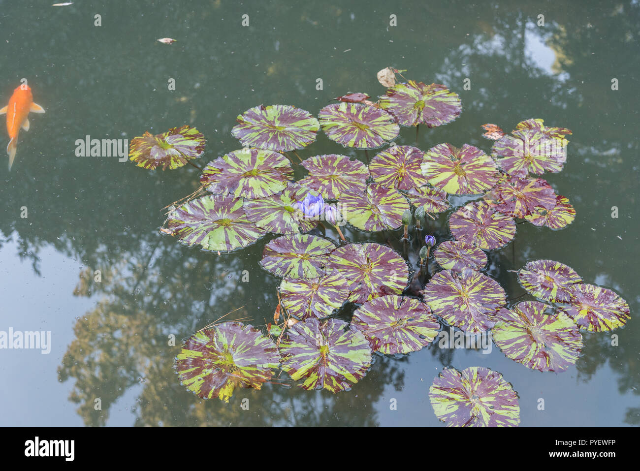 Bella viola i fiori di loto e lascia al Duke Gardens, Durham, North Carolina Foto Stock
