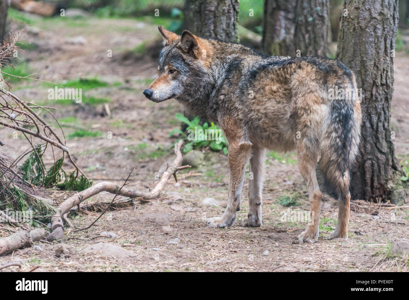 Lupo (Canis lupus) ritratto - animale in cattività shot dal retro della foresta Foto Stock