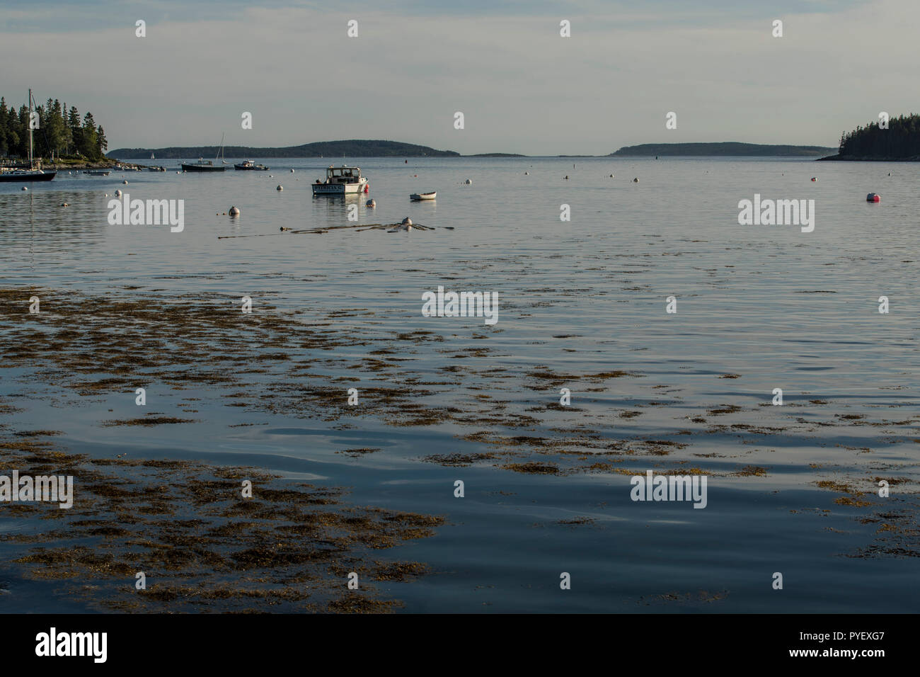 Lobster barche e skiffs a riposo nel porto di inquilini, Maine. Home della Wyeth famiglia di pittori, è una meta di vacanza ideale per tutti. Un paradiso di vacanza. Foto Stock