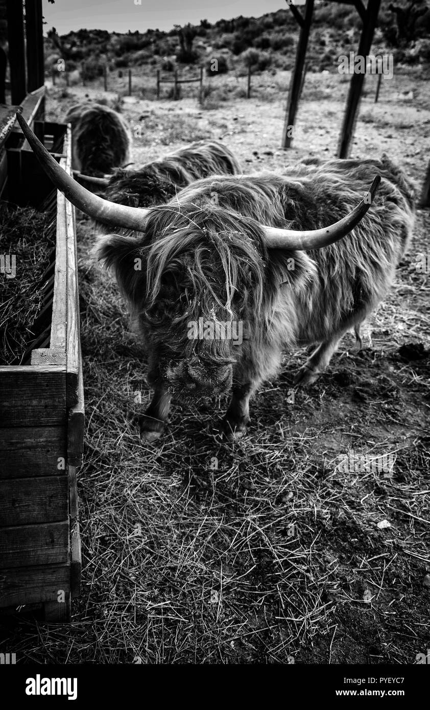 Ox in una fattoria, il dettaglio di un mammifero, animale domestico Foto Stock