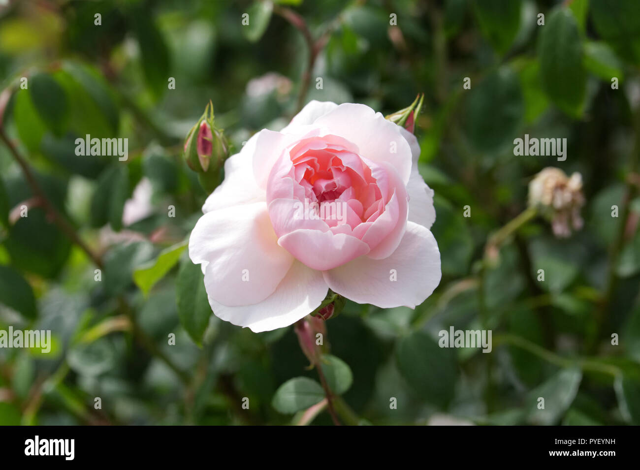 Rosa la generosa giardiniere 'Ausdrawn' Fiori. Foto Stock