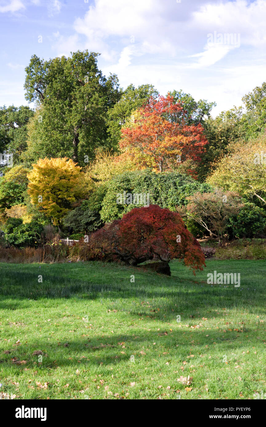 Colore di autunno a RHS Wisley Gardens. Foto Stock