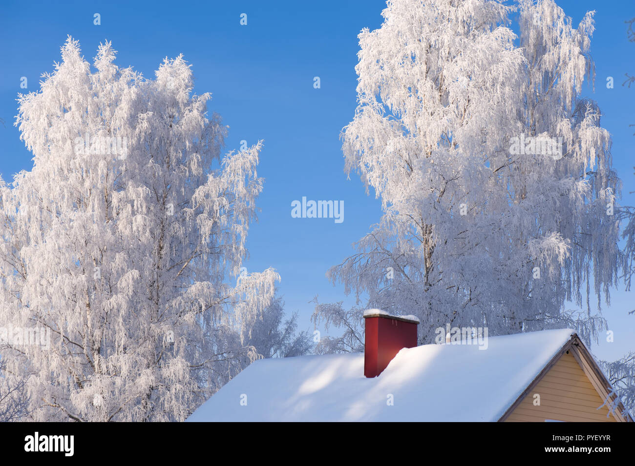 Alberi smerigliato e il tetto della casa contro il cielo blu. Foto Stock