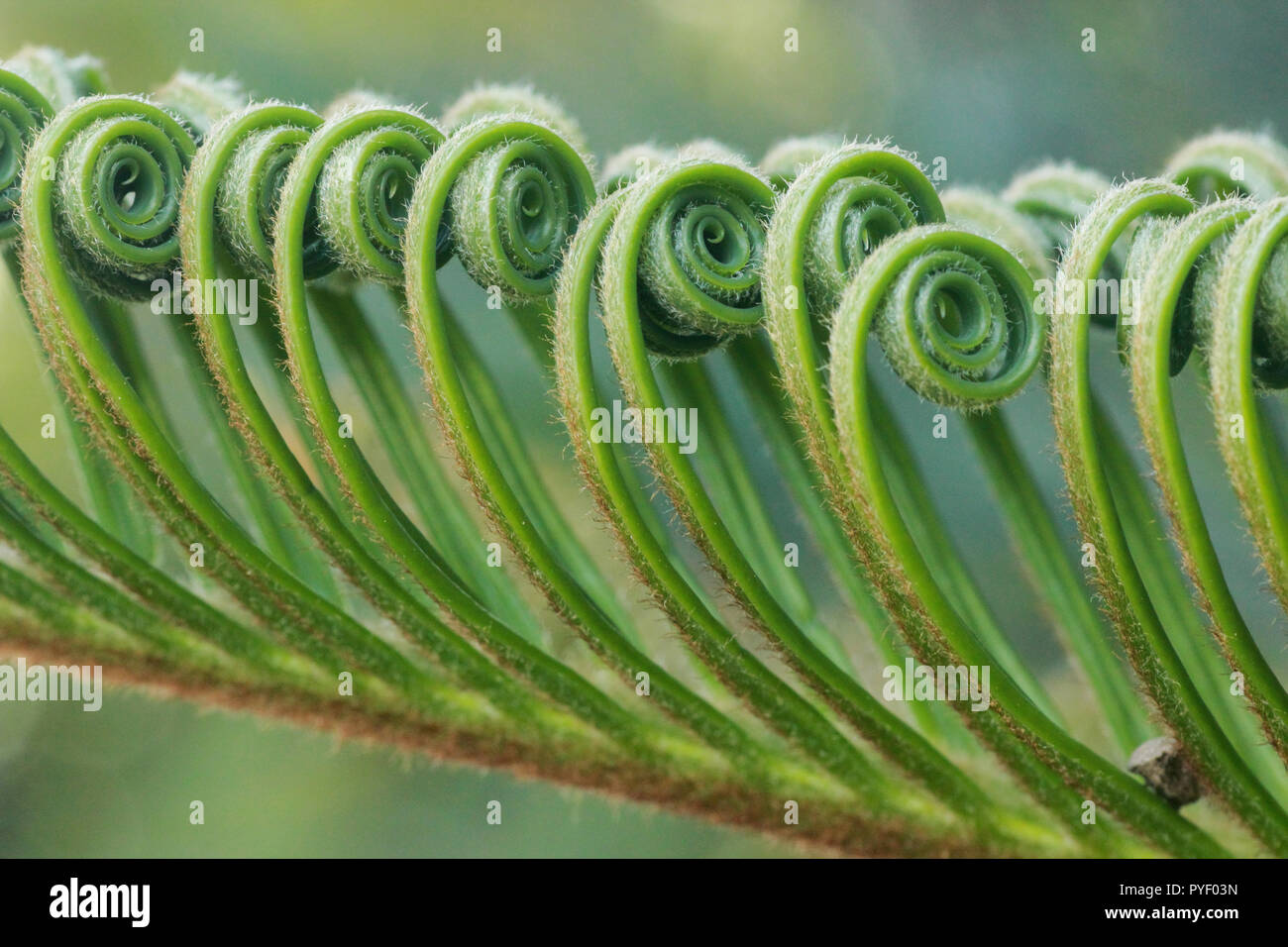 Dettaglio delle palme emergenti lascia più recenti Foto Stock