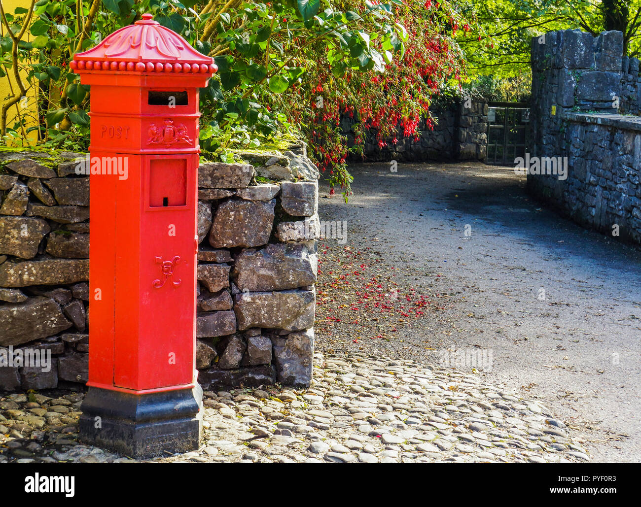 Rosso brillante irlandese casella di posta sulla strada del villaggio rivestiti con pareti in pietra con copertura di red fuchsias in fiore Foto Stock