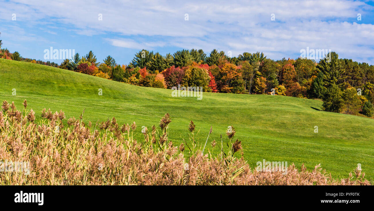 Colline di prato verde alberato con bright autunno caduta delle foglie Foto Stock