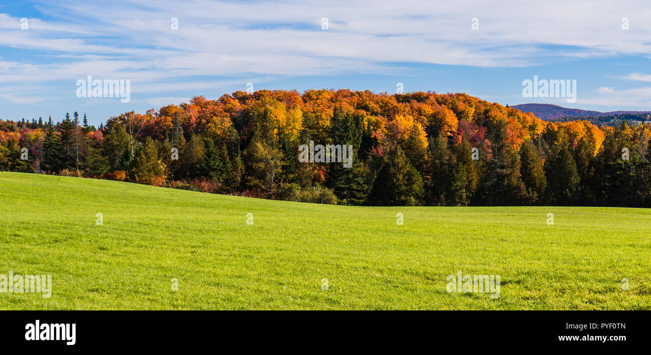 Colline di prato verde alberato con bright autunno caduta delle foglie Foto Stock