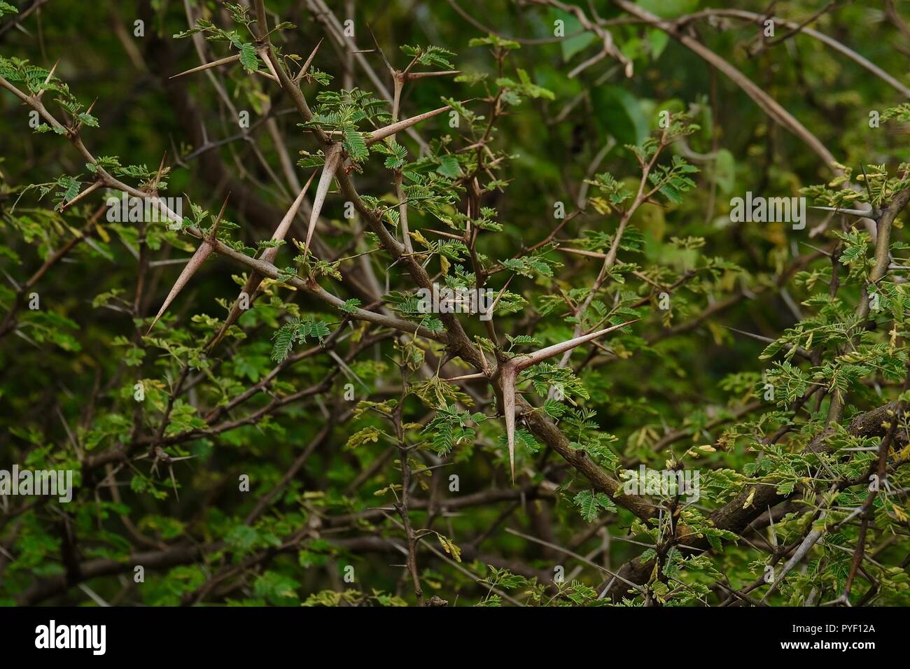 Babul Acacia white sharp thorn nella foresta tropicale, Maharashtra, India Foto Stock