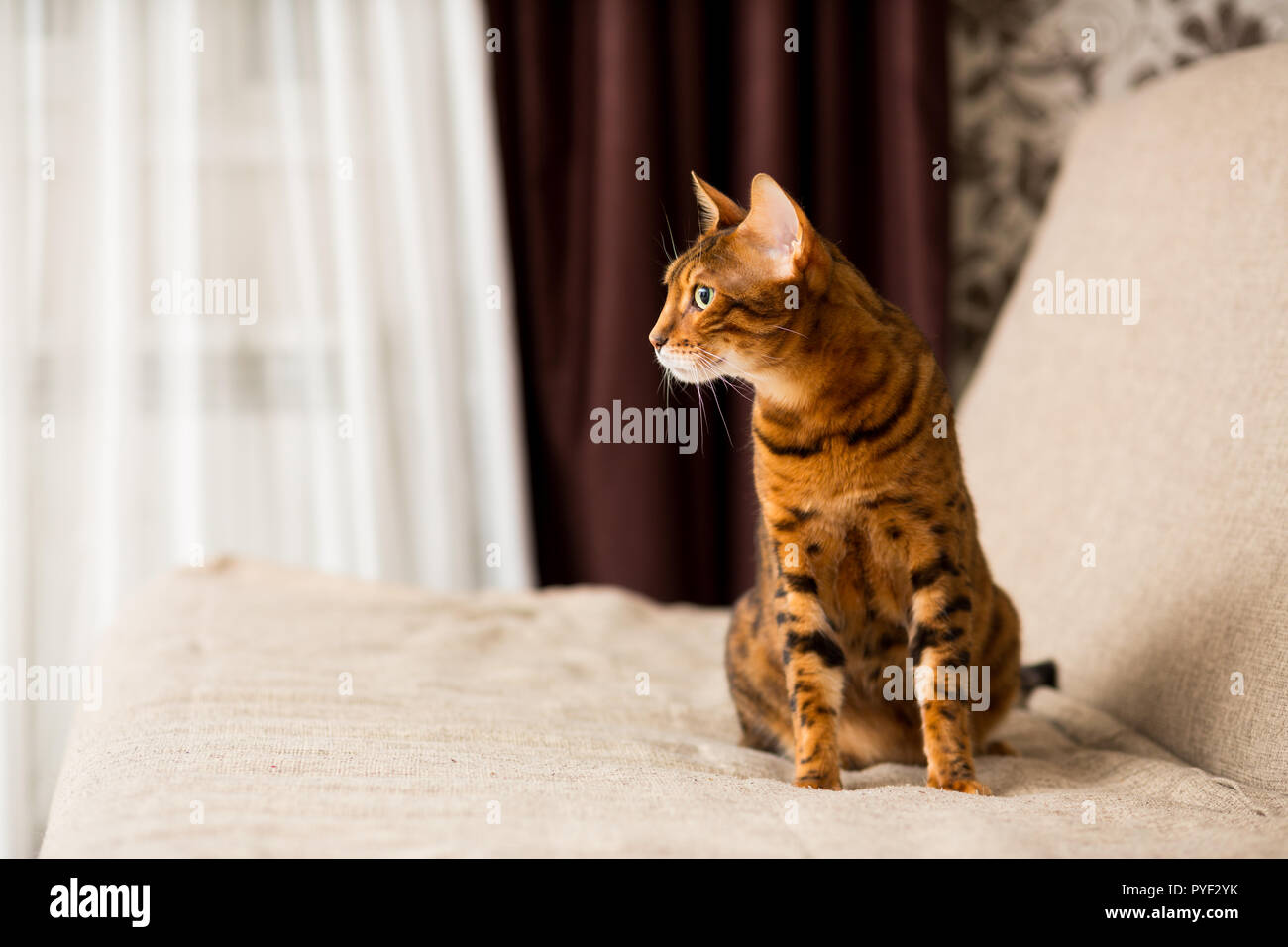 Adulto gatto bengalese seduta sul lettino Foto Stock