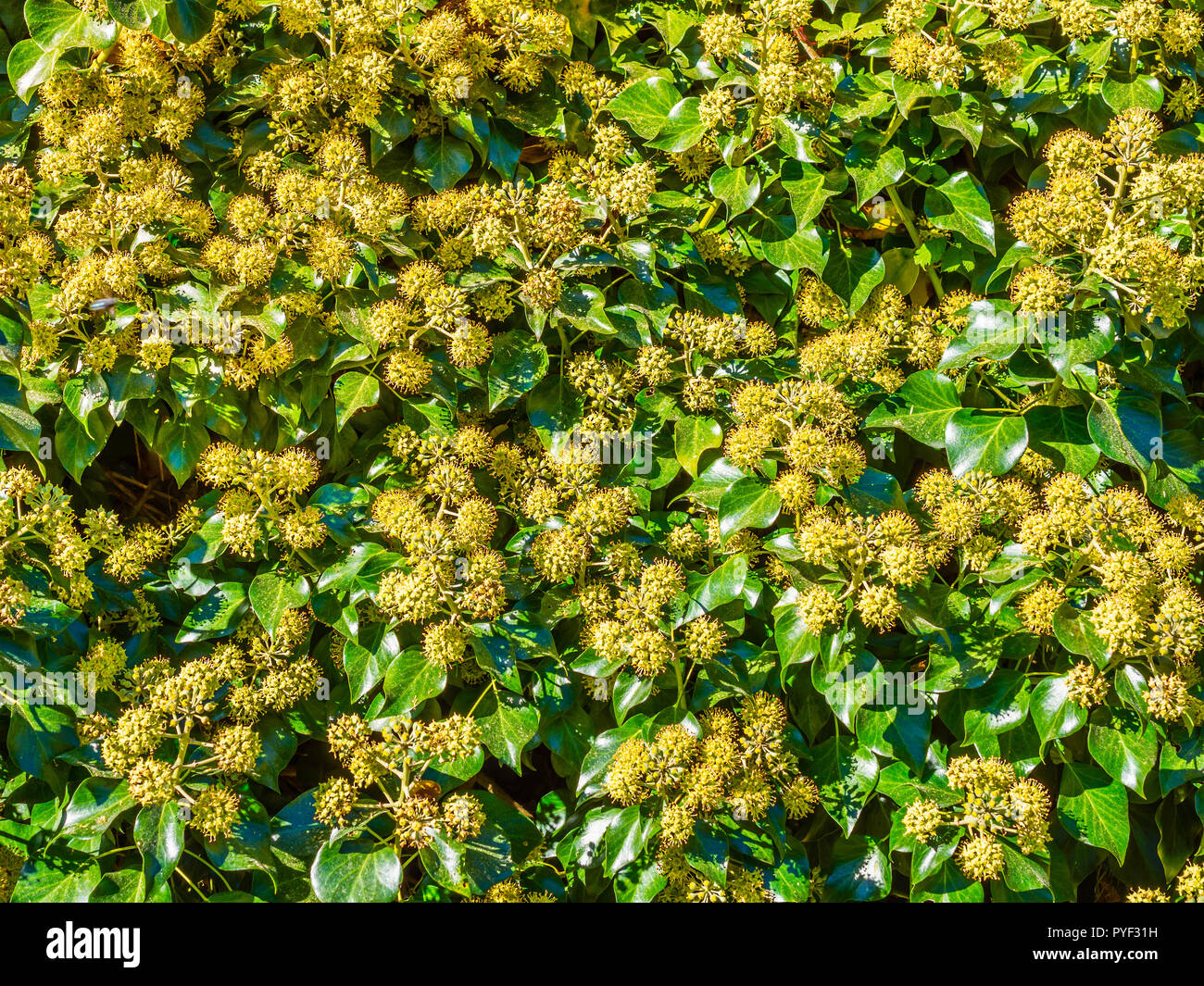 Fioritura di Edera comune (Hedera helix) impianto - Francia Foto stock -  Alamy