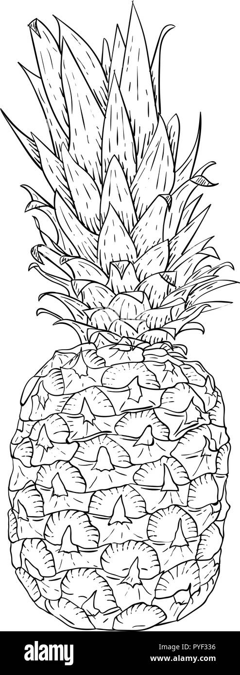 Ananas. Mano bozzetto Illustrazione Vettoriale