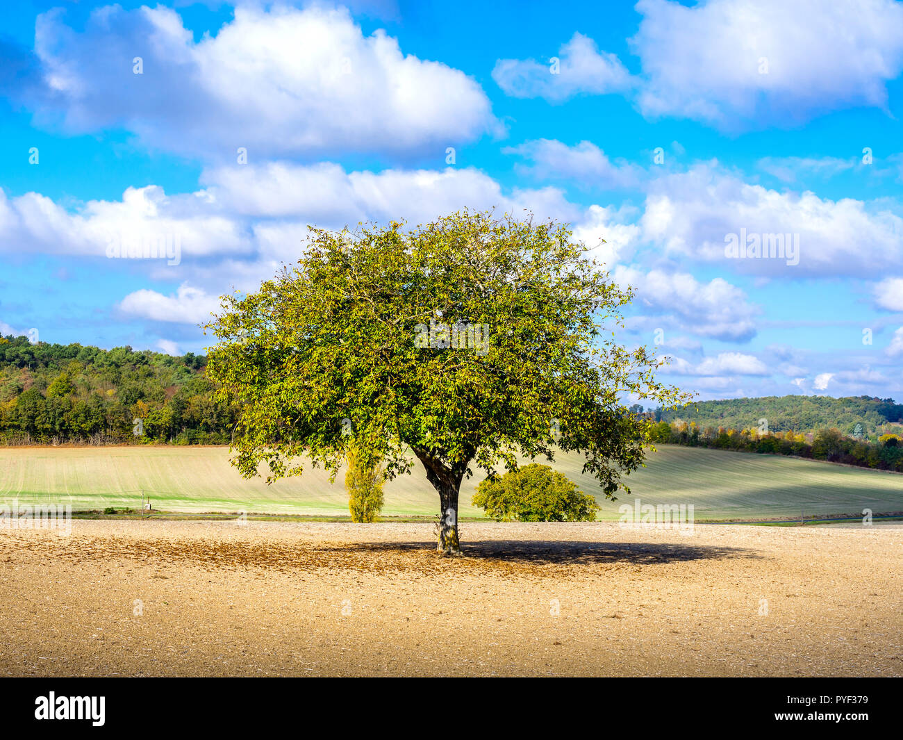 Albero di noce, Juglans regia, in medio dei terreni agricoli, Indre-et-Loire, Francia. Foto Stock