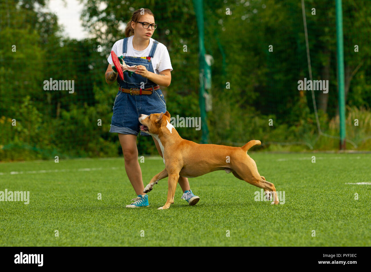 American Staffordshire terrier gioca sul campo Foto Stock