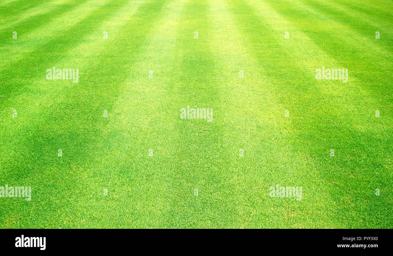 Erba verde natura outdoor pattern di sfondo a trama. Foto Stock