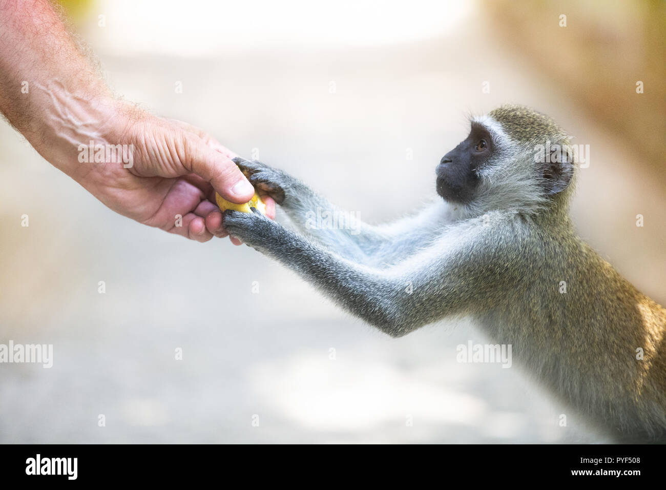 Uomo di alimentazione sono piccola scimmia Foto Stock