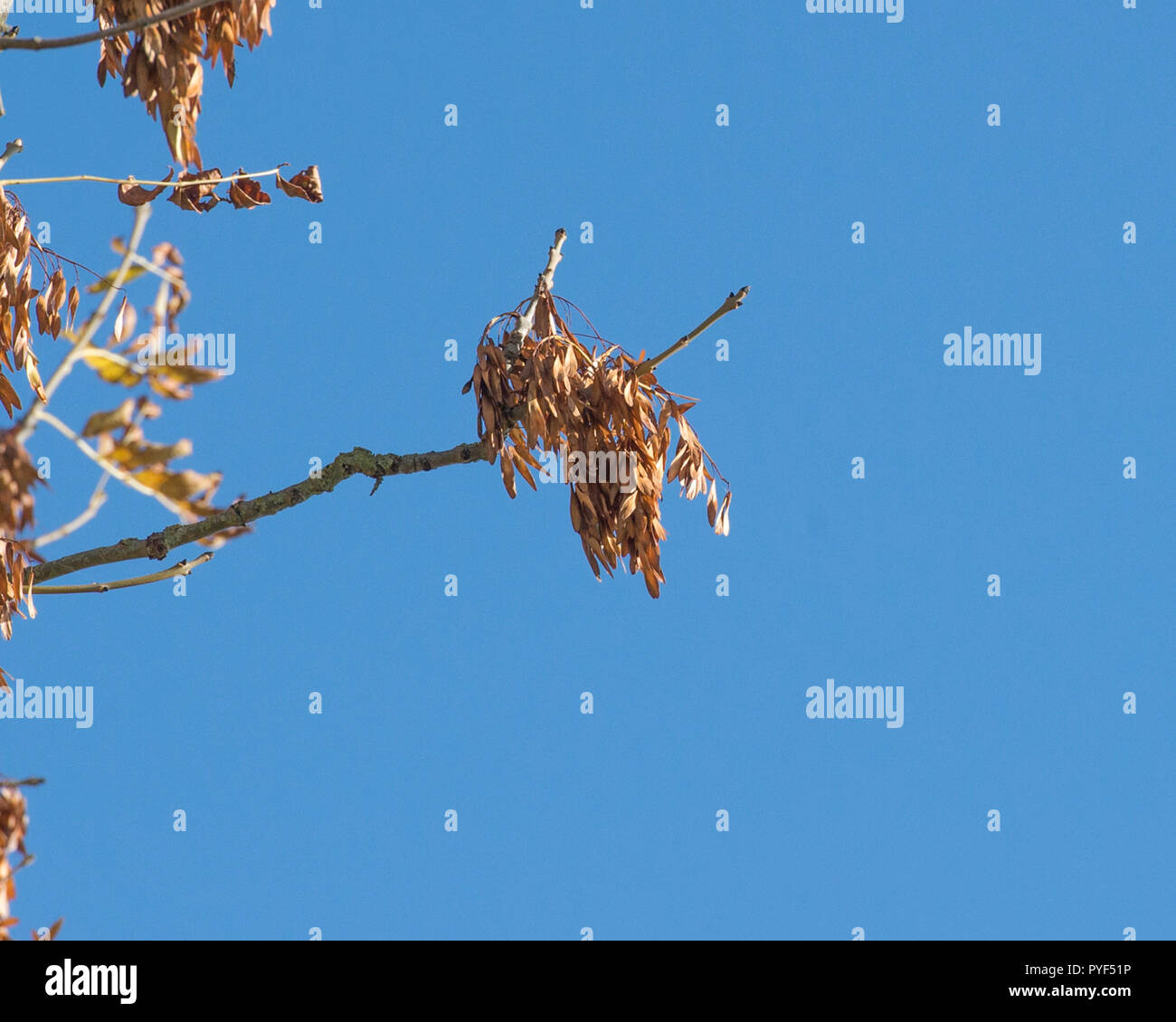 Il frassino semi Foto Stock
