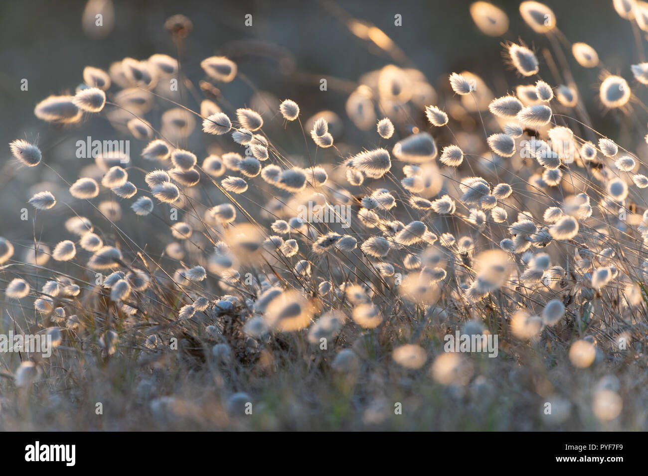 Dolce erba e fiori di Lagurus Ovatus sotto un caldo tramonto e vento Foto Stock