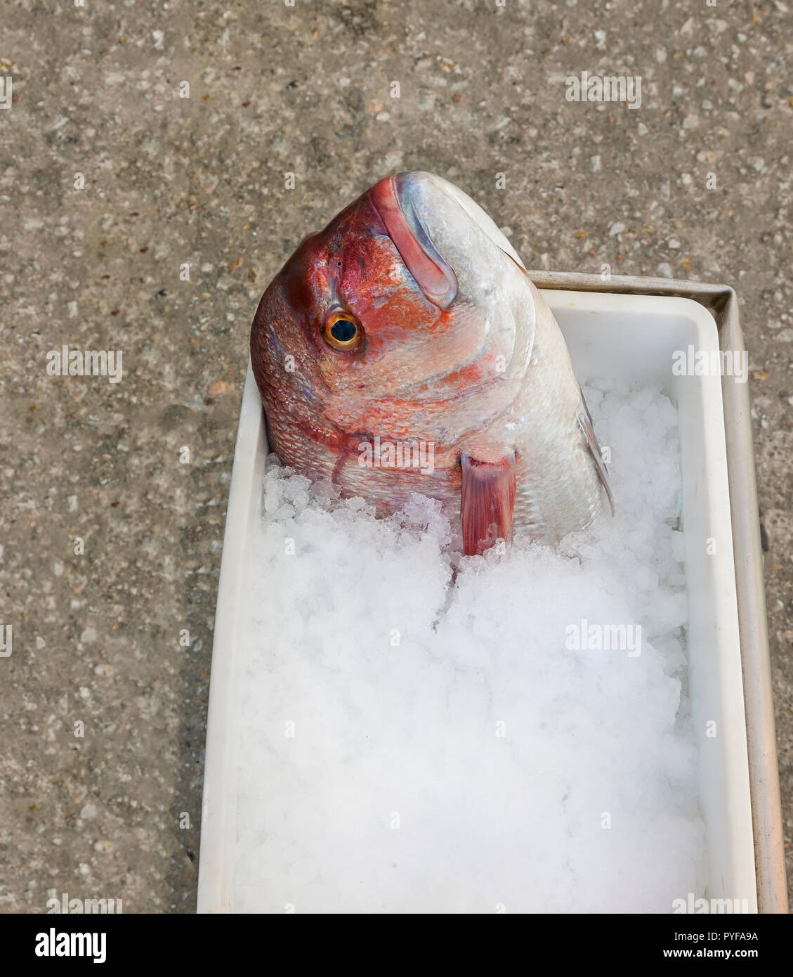 Lutiano rosso testa di pesce guardando in alto sulla benna con ghiaccio tritato. Isolato. Foto Stock