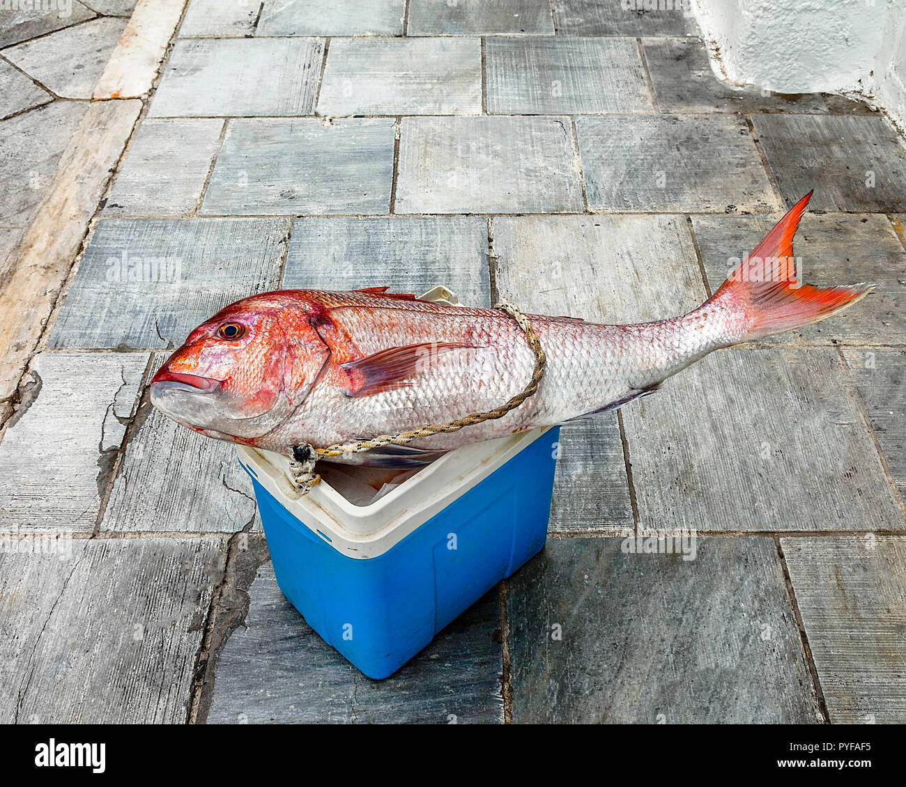 Big Red snapper pesce su un secchiello per il ghiaccio sul marciapiede della città. Close-up. Immagine di stock. Foto Stock