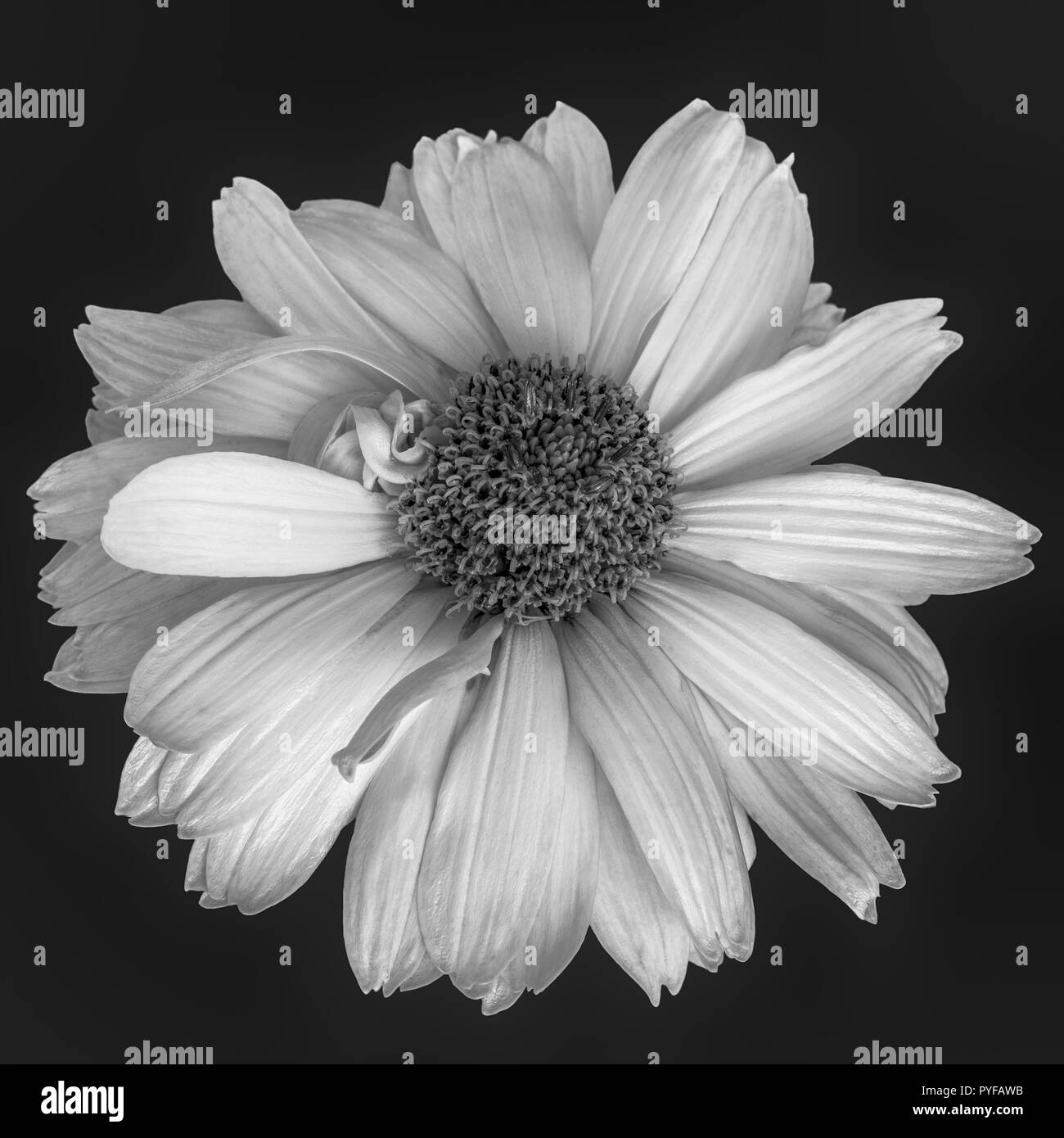 Arte still life monochropme bianco e nero macro floreale di un singolo isolato blooming wide open falso/heliopsis blossom con texture dettagliate Foto Stock