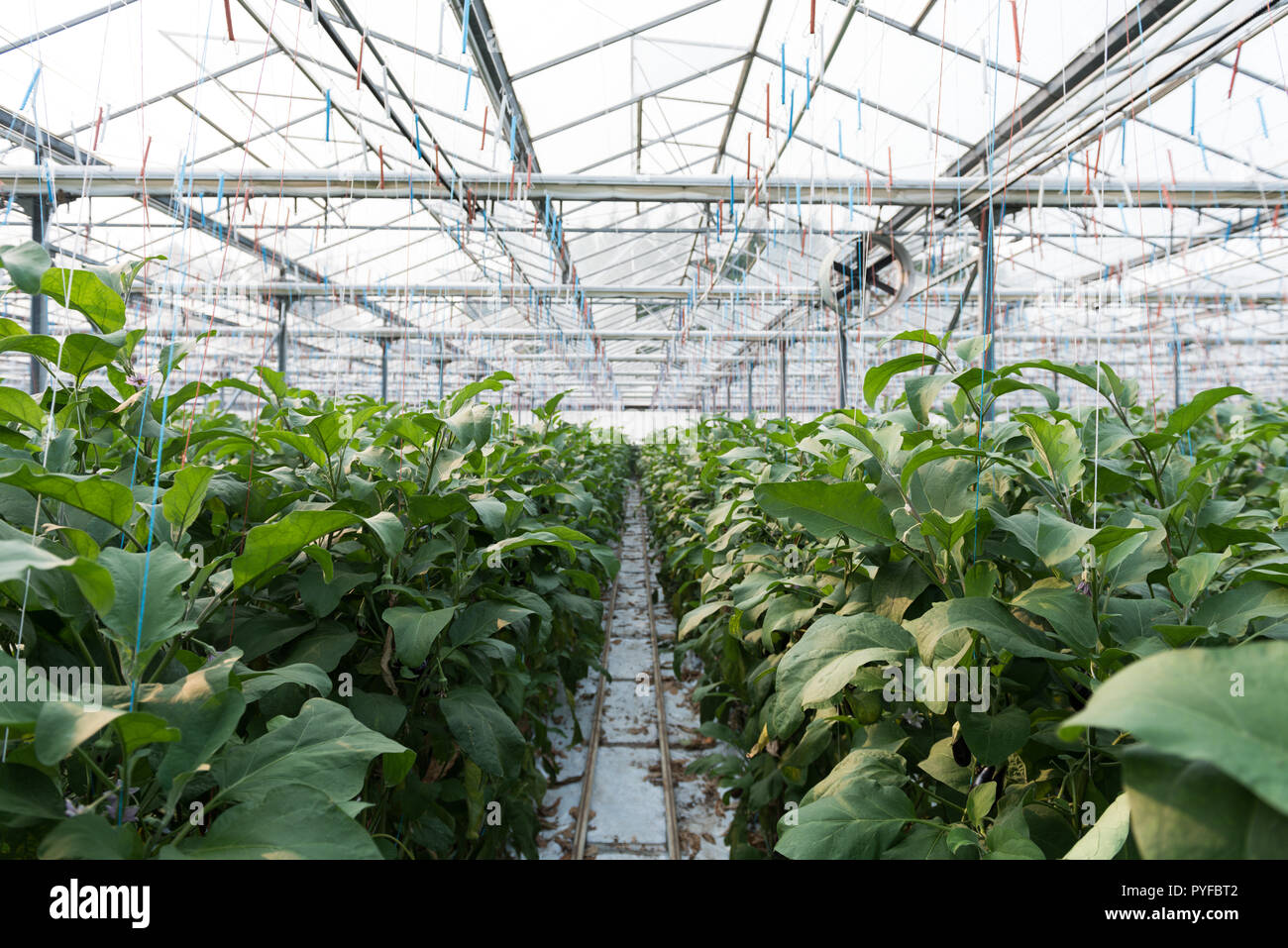 Plantation in serra Foto Stock