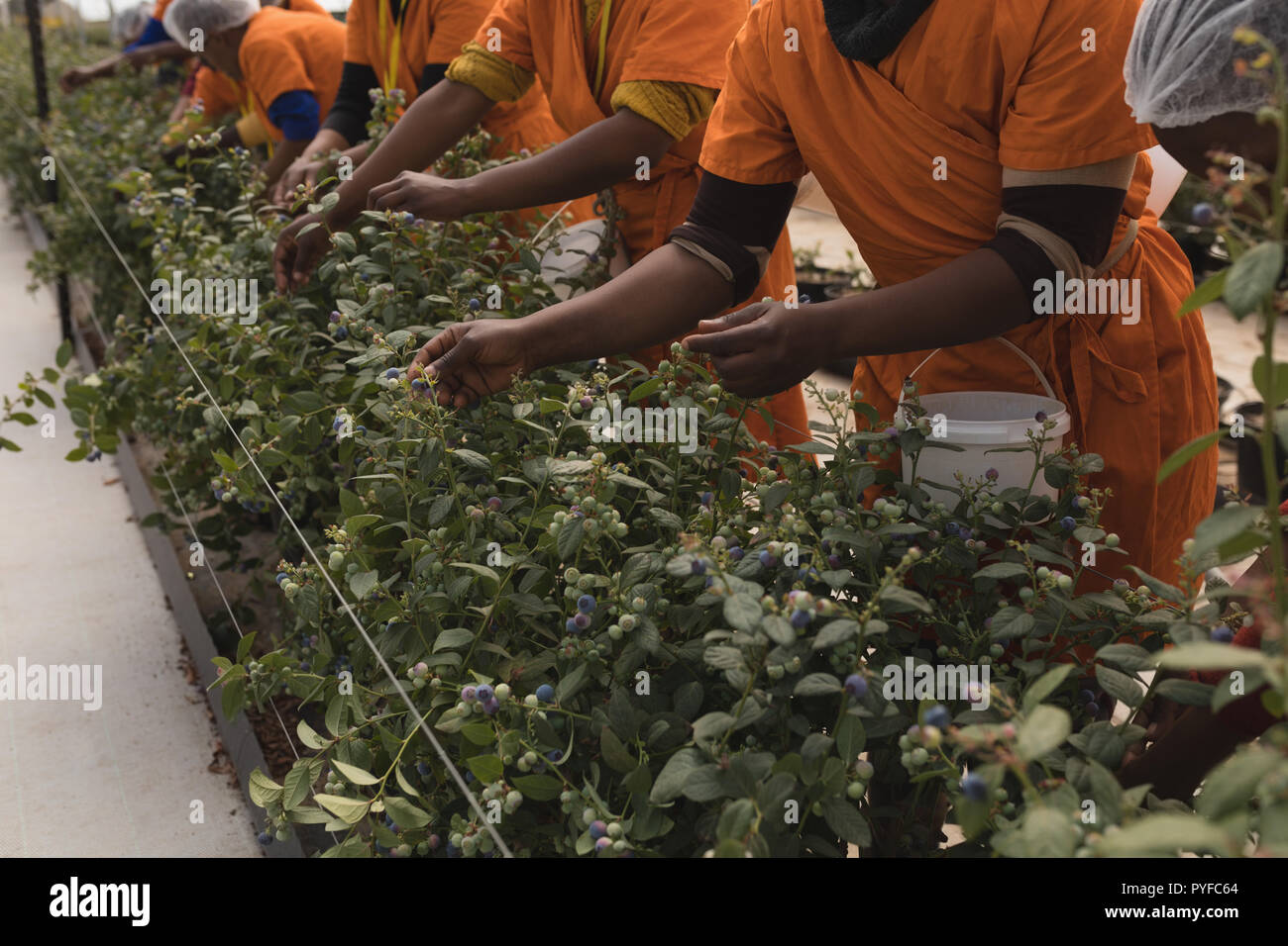 Lavoratori di mirtilli di prelievo in blueberry farm Foto Stock