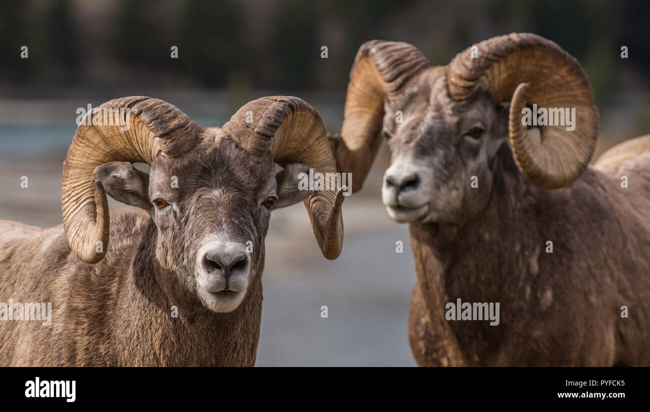 Bighorn Rams (Ovis canadensis), Jasper NP, Alberta, Canada, da Bruce Montagne/Dembinsky Foto Assoc Foto Stock